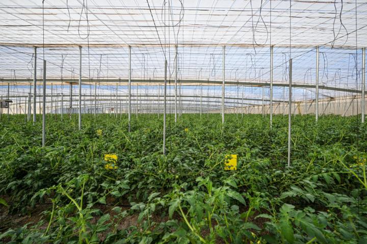 Interior de un invernadero en Almería.