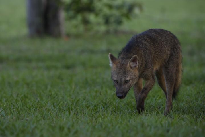 Un zorro cangrejero, también conocido como corro de bosque en la zona central de Sudamérica en una imagen de archivo.