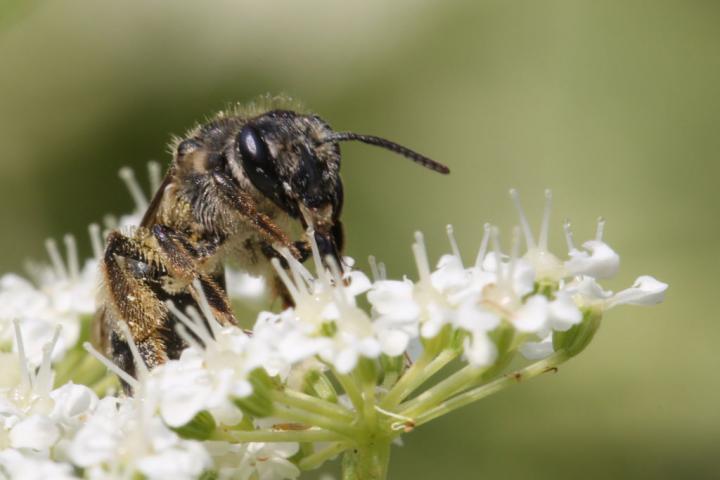 Una abeja andrena, en una imagen de archivo