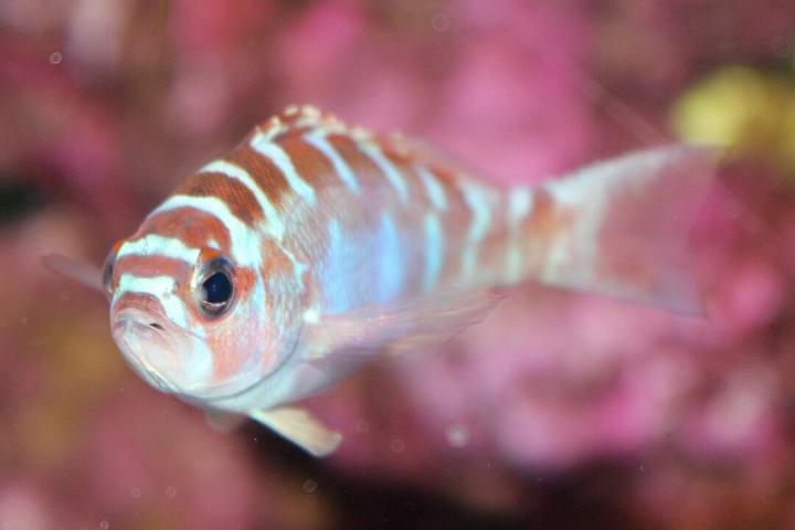 Ejemplar de serranito pálido, el pez que cambia de sexo 20 veces al día.