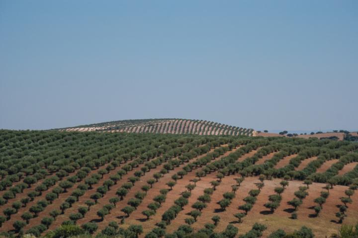Olivares en Campo Mario, o Alentejo (Portugal).