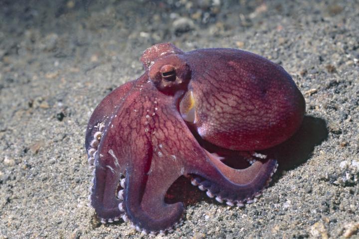 Foto de archivo de un pulpo.