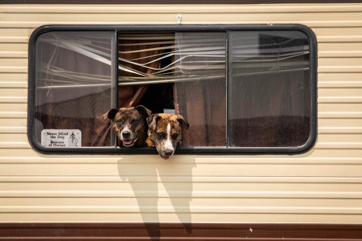 Dos perros en una autocaravana.