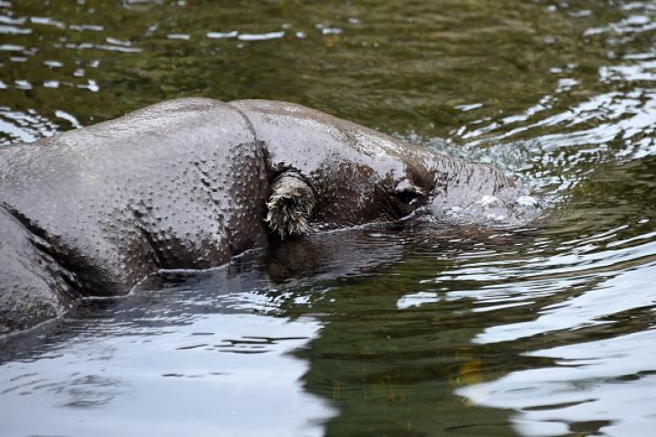 Imagen de archivo de un hipopótamo en el Biopark Valencia.
