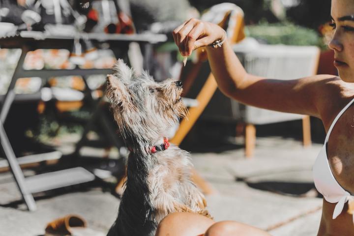 La nueva Ley de Bienestar Animal está diseñada para proteger y garantizar el bienestar de los animales de compañía.