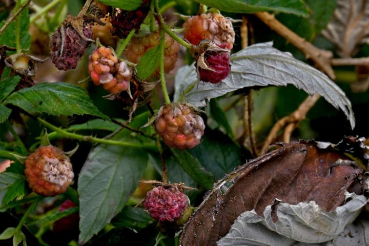 Cultivo de frambuesas afectadas por el paso de la borrasca Bernard.