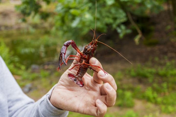 Un cangrejo de río americano.