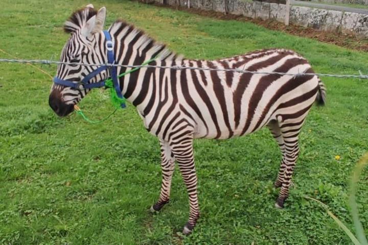 Stripes, la cebra que vive en Galicia y de la que se espera desciendan los primeros cebrallos.