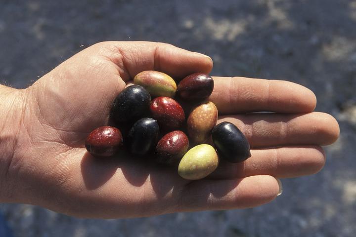 La cosecha de aceituna de 2023 será una de las más pequeñas en lo que va de siglo.