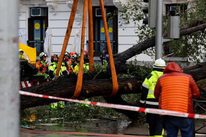 Operarios intentan retirar uno de los árboles caídos en Madrid por la borrasca Ciarán