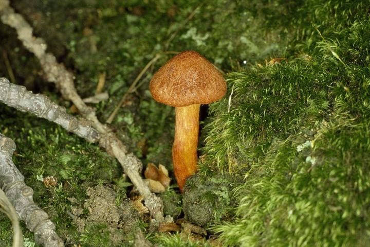 Una seta Cortinarius orellanus, en una imagen de archivo