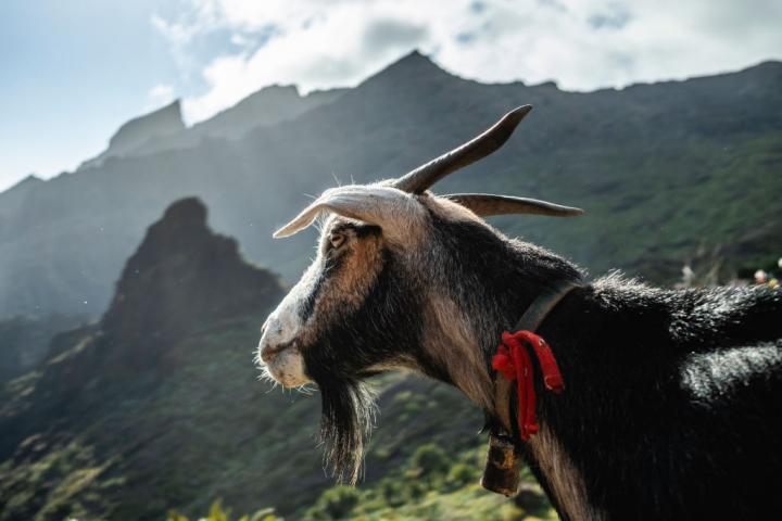 Ejemplar de cabra canaria