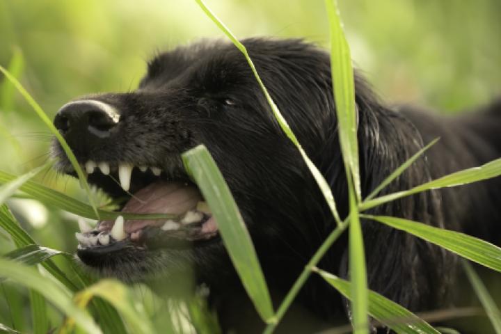 Un perro comiendo hierba