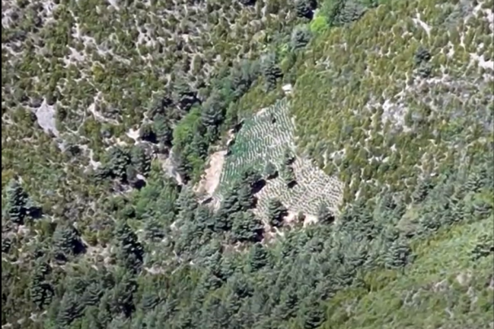 Vista de una de las plantaciones identificadas en el Pirineo catalán.