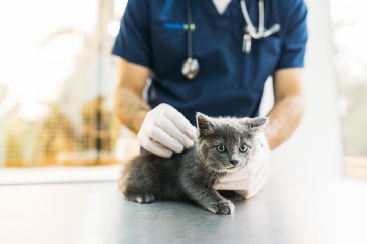 Imagen de archivo de un gato en la consulta de un veterinario.