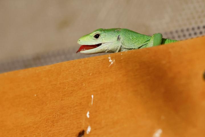 Un lagarto en una casa