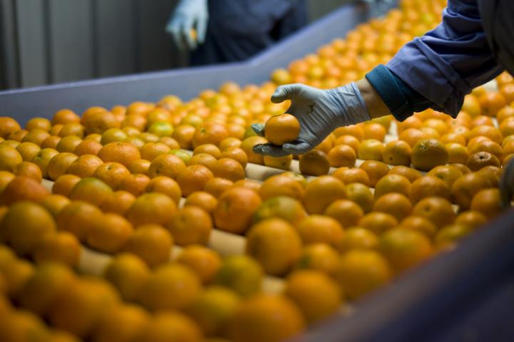 Imagen de archivo de naranjas en una cinta mecánica.