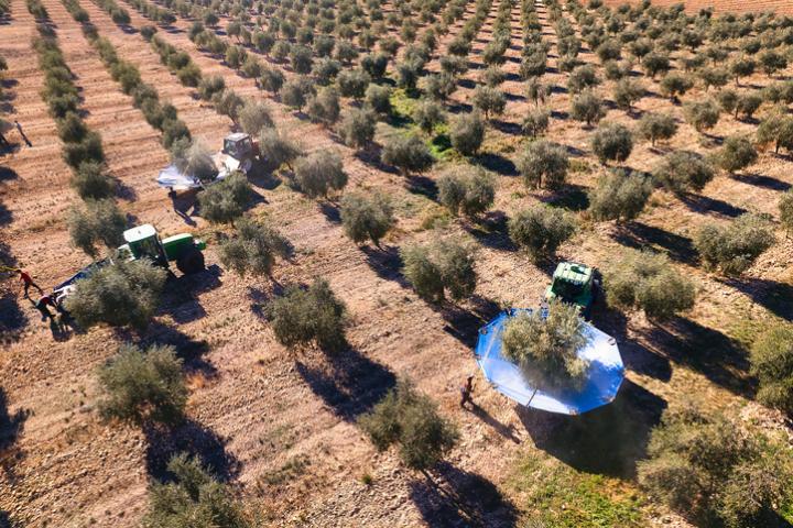 Imagen de archivo de recogida de aceituna en un campo español.