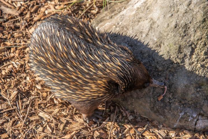 Un equidna, en un zoo australiano