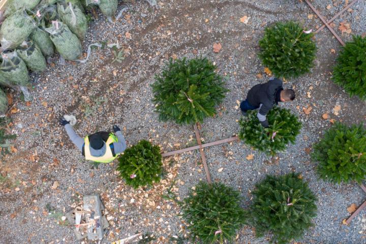 Dos hombres trabajan cortando abetos de Navidad