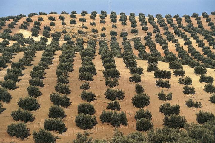 Olivares en la provincia de Jaén, Andalucía.