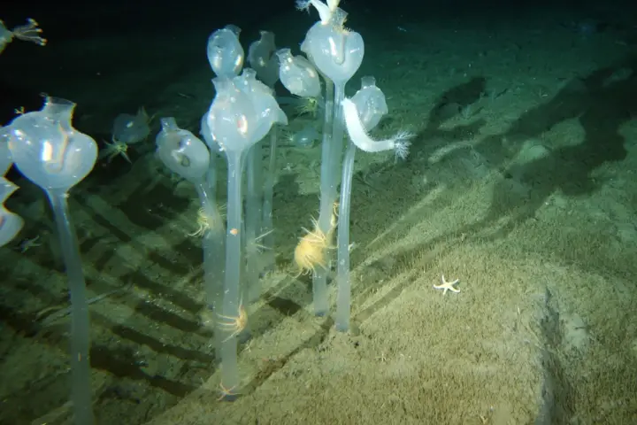 Tunicados filmados por la expedición australiana en enero de 2008