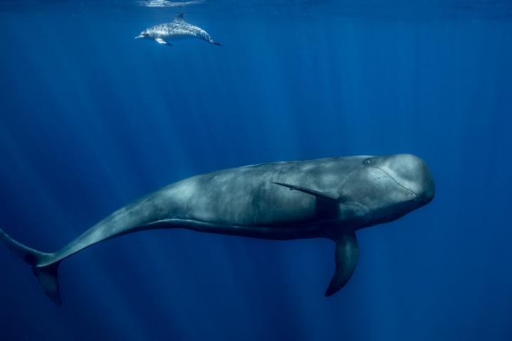 Tenerife ha sido reconocido como el Primer Santuario de Ballenas de Europa