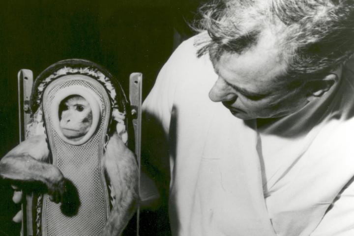 El mono Sam, uno de los muchos animales que viajó con éxito al espacio.