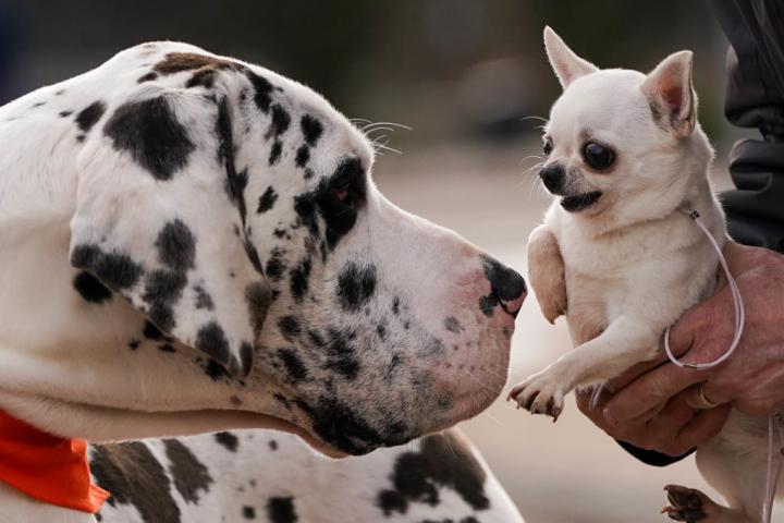 Un Gran Danés se acerca a un pequeño Chihuahua en una exhibición en Reino Unido.