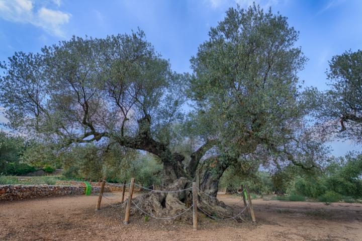 El olivo más viejo de España, en Ulldecona (Tarragona), con una fecha estimada de entre unos 1.500 y 1700 años.