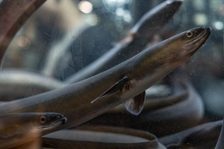 Varias anguilas dentro de un tanque de agua