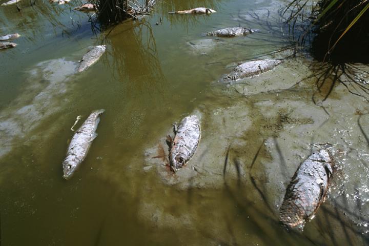 Carpas muertas en una laguna de Doñana.