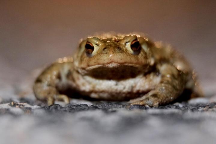 Imagen de archivo del sapo común o sapo europeo.