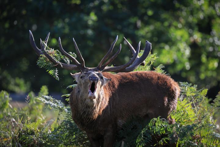 Imagen de archivo de un ciervo rojo en Bushy Park, Londres, durante la berrea.