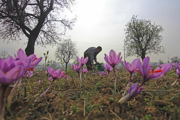 Imagen de archivo de una plantación de azafrán.