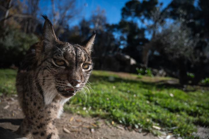 Un lince ibérico retratado en un recinto del Zoológico de Madrid.