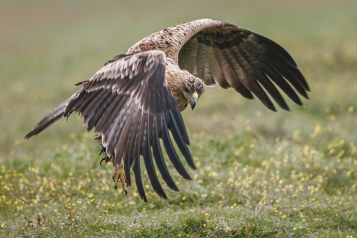 Un ejemplar de águila imperial ibérica.