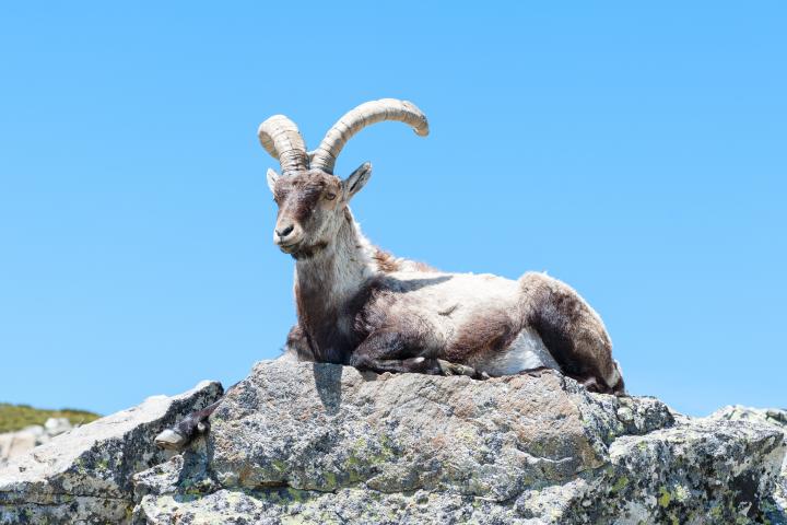 Un ejemplar de cabra descansa sobre una roca de los Pirineos.
