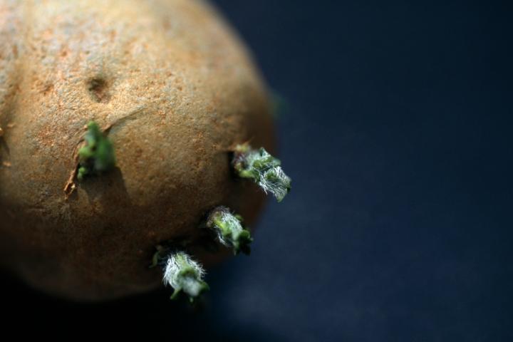 Patatas con brotes verdes