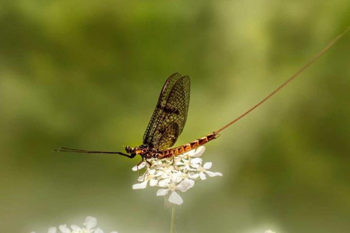 El insecto Efímera