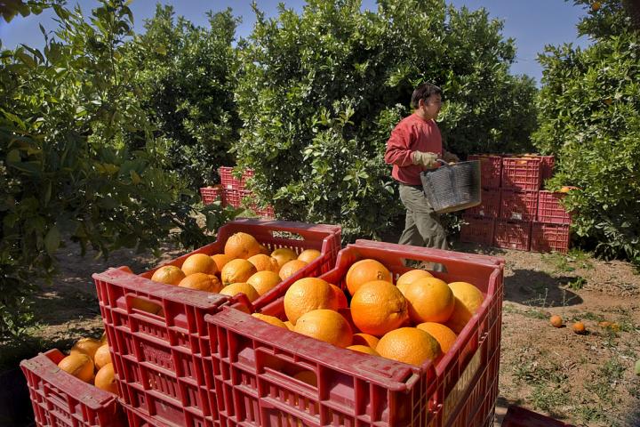 Recogida de la naranja en Valencia.