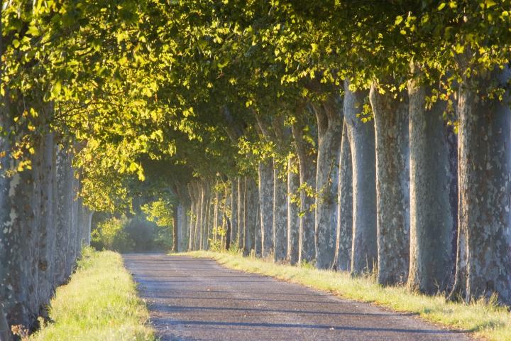 Una carretera con plátanos de sombra.