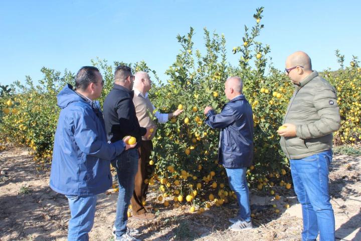 Representantes de La Unió Llauradora visitan un cultivo de limones en Orihuela (Alicante).