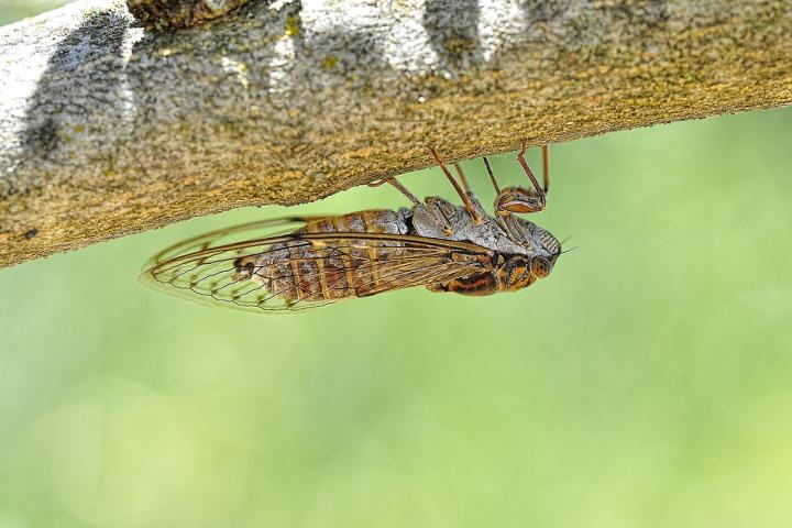 Una cigarra, en una imagen de archivo