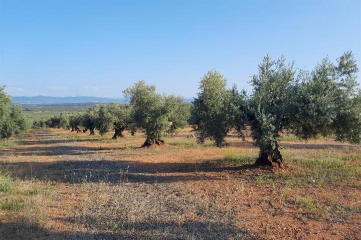 Olivar en el Campo de Montiel, Ciudad Real