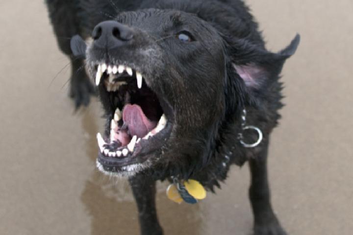 Perro en posición de atacar.