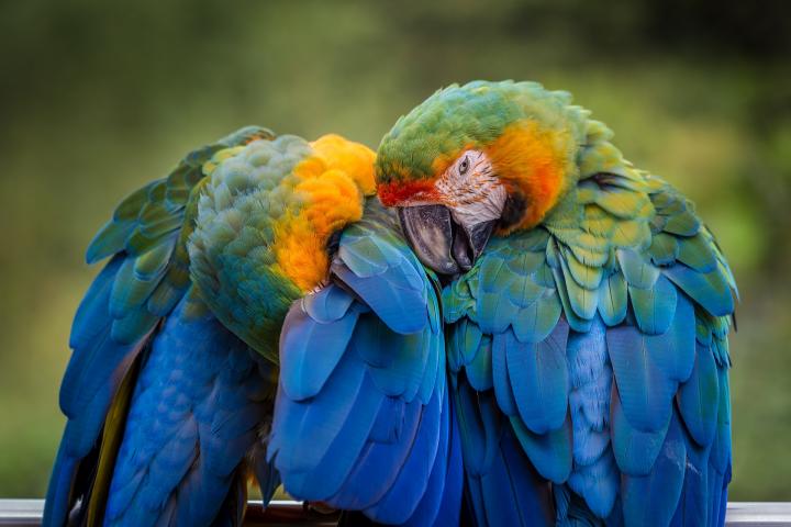 Un loro, en una imagen de archivo