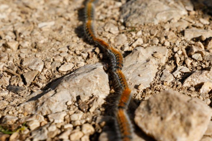 Ejemplares de procesionaria en el suelo de un bosque en España