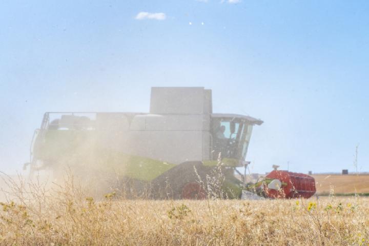 Agricultor conduce una cosechadora en un campo de trigo.