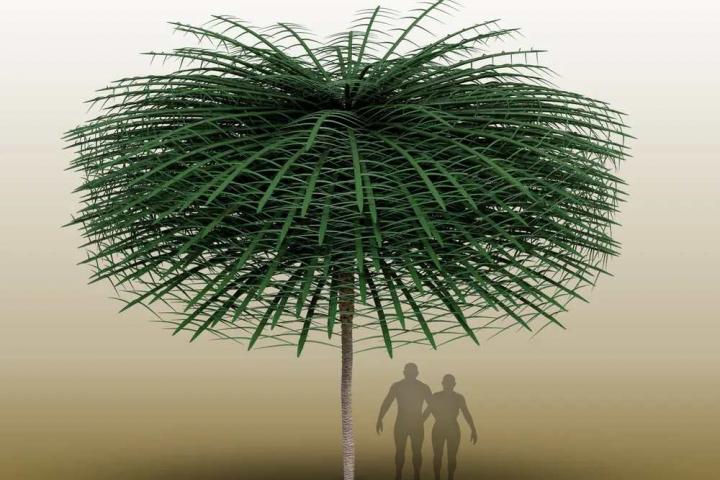 Recreación más fidedigna del árbol antiguo